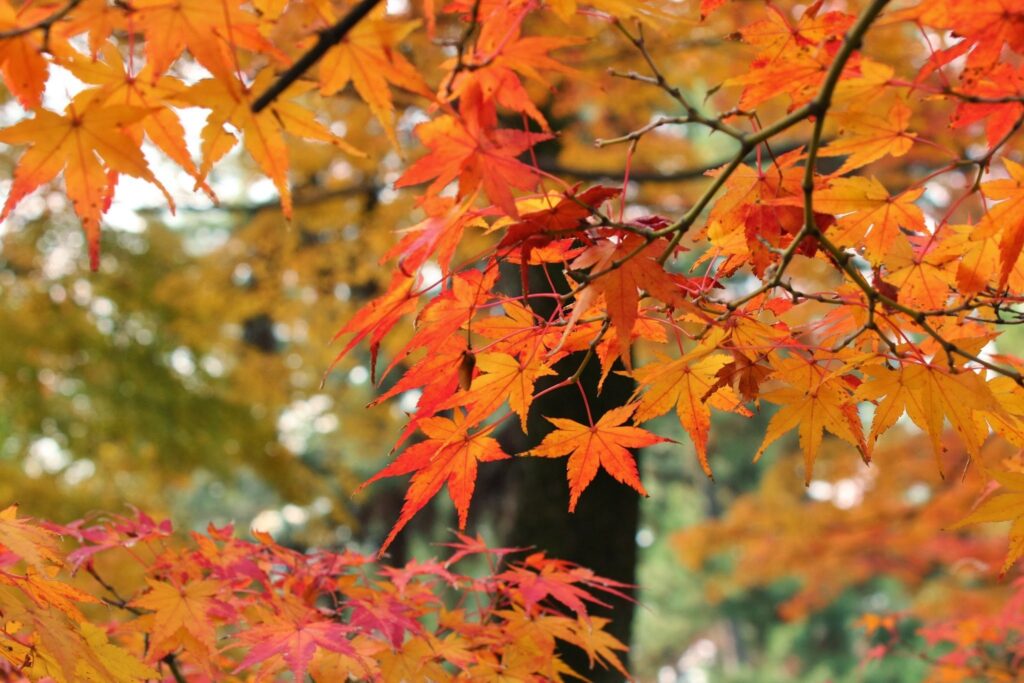 11/23（火）勤労感謝の日、通常営業します