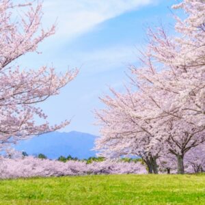 2/23（木）天皇誕生日　通常営業です
