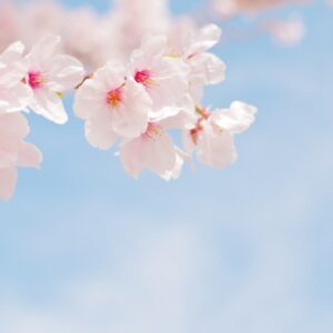 ３月のお休みのお知らせです